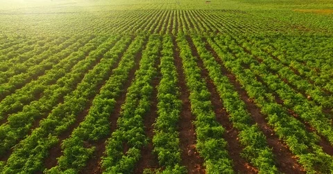 Aerial view of  fresh green plantation in the morning with sunlight,THAILAND Stock Footage
