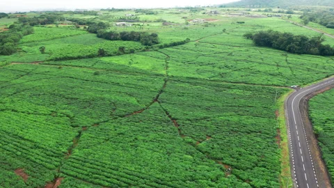 Aerial view of fresh green tea terrace farm on the hill Mauritius. Drone camera Video stock 171554538