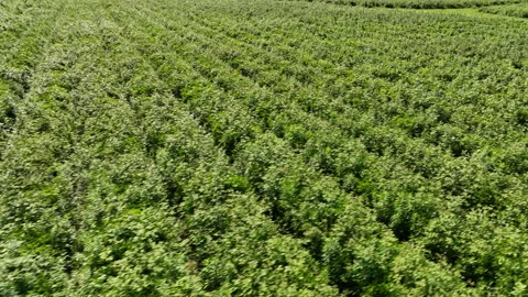Aerial view of fresh green tea farm in Imereti region, Georgia Vídeo Stock 242870756