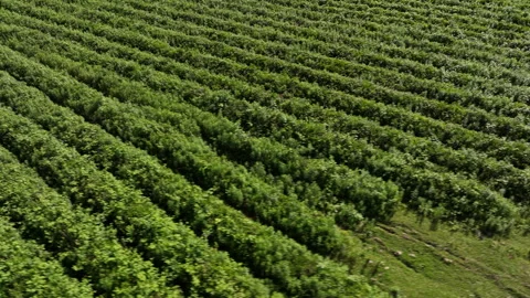 Aerial view of fresh green tea farm in Imereti region, Georgia Vidéo 242873891