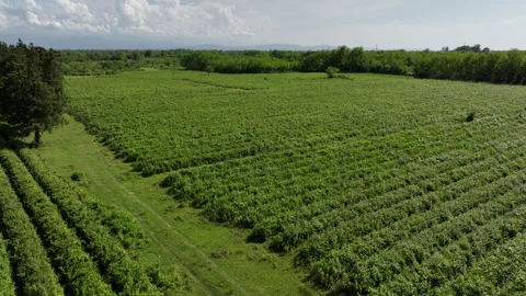 Aerial view of fresh green tea farm in Imereti region, Georgia Видео 242874875