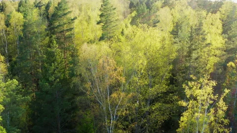Aerial view of fresh spring foliage in the forest. trees in beautiful light. Stock Footage 304792029