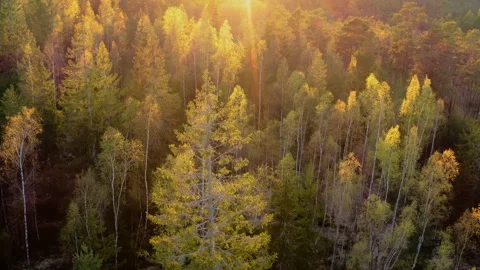 Aerial view of fresh spring foliage in a mixed forest. Beautiful light. Stock Footage 304792139