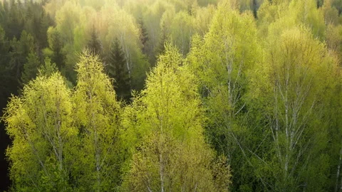 Aerial view of fresh spring greenery in the forest. Birches and spruces. Video stock 304791700