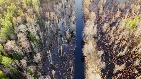 Aerial view Fresh spring greenery in a forest. River overflowing in spring flood Stock Footage 304791748