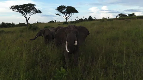 Aerial view in front of a angry elephant, attacking the drone, in Africa Video stock 263118935