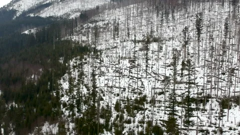 Aerial view of frozen forest slow rising up in polish mountains in foggy day Stock Footage