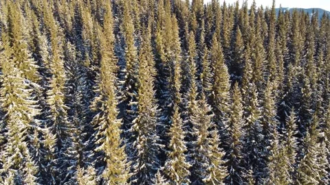 Aerial view of a frozen forest with snow covered trees at winter Carpathians Stock Footage