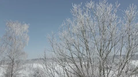 Aerial view of frozen trees on a background of blue sky. Stock Footage 148995835