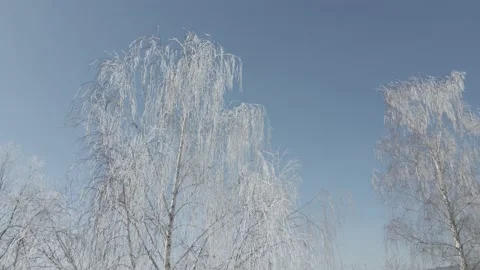 Aerial view of frozen trees on a background of blue sky. Stock Footage 148998129