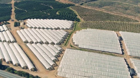Aerial View Fruit and Orange Trees Plantation Stockbeeldmateriaal 72734176