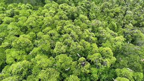 Aerial View of Fruit Bats and Beautiful Mangrove Forest Canopy Stock Footage 219836854