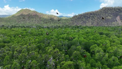 Aerial View of Fruit Bats on the Fly Above Mangrove Forest Video stock 220523462