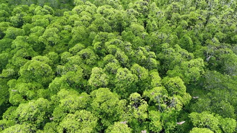 Aerial View of Fruit Bats Flying Above Mangrove Forest in Indonesia Stock Footage 220037656