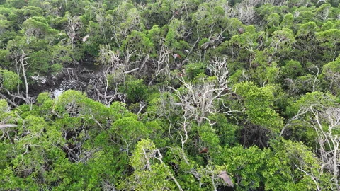 Aerial View of Fruit Bats Flying Above a Mangrove Forest in Indonesia Stock Footage 311903597