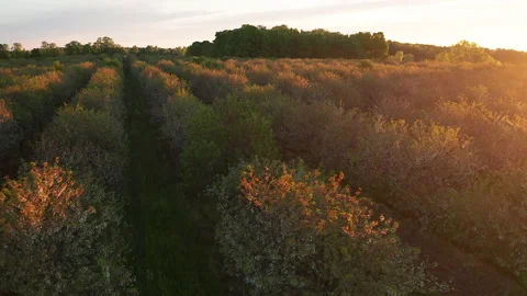 Aerial view of fruit orchard. Cherry trees at the end of the blooming season. Stock Footage 131663379