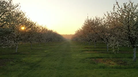Aerial view of fruit orchard in spring season. Cherry trees blooming Stock Footage 154829544