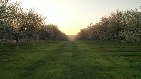 Aerial view of fruit orchard in spring season. Cherry trees blooming Stock Footage 154830415