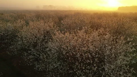 Aerial view of fruit orchard in spring season. Cherry trees blooming Stock Footage 154831584
