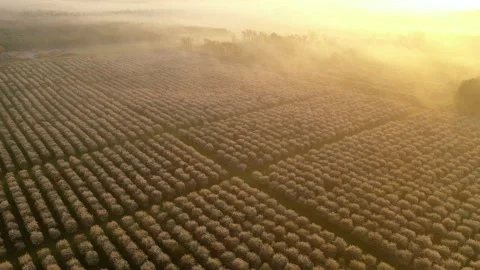 Aerial view of fruit orchard in spring season. Cherry trees blooming Stock Footage 154832975