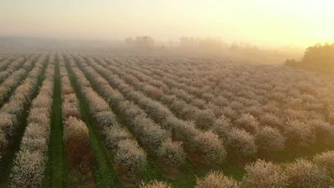 Aerial view of fruit orchard in spring season. Cherry trees blooming Stock Footage 154833106