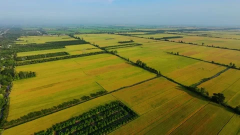 Aerial view of fruit orchards interspersed with golden rice fields Stock Footage 337532500