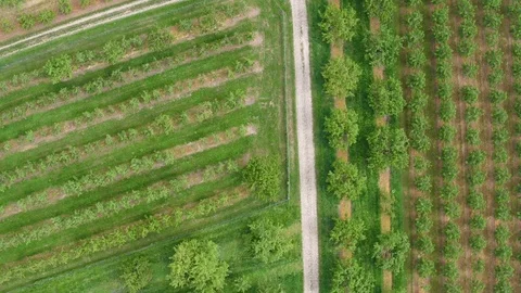 Aerial view of fruit tree plantation Vidéo 76169280