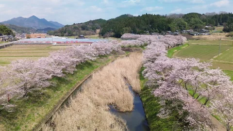 Aerial view of full cherry blossoms line Uda River, Nara, Japan 库存影片 330331837