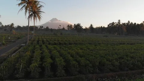 Aerial view of garden fields and beautiful mountain with sunrise Video stock 107702088