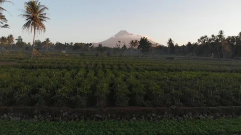 Aerial view of garden fields and beautiful mountain with sunrise Video stock 107702103