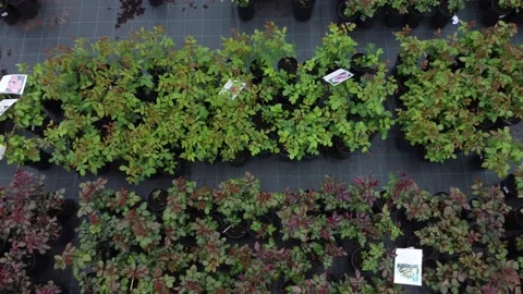 Aerial view of garden shop. working people. potted plants Stock Footage 200094859