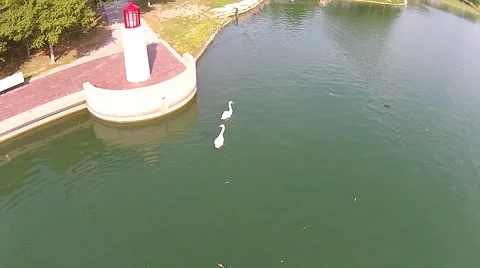 Aerial View of Geese Swimming In Lake Stock Footage