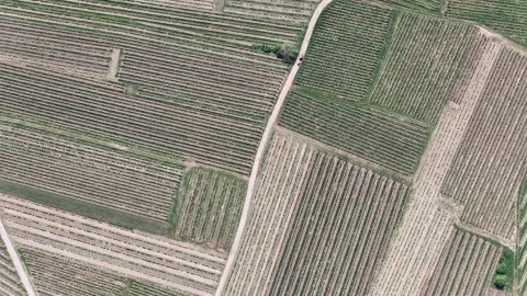 Aerial view of geometric vineyard patterns in Selestat, France. Stock Footage 334773147