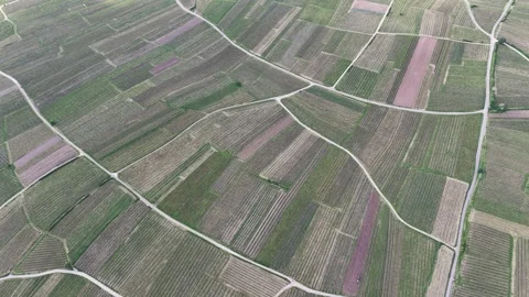 Aerial view of geometric vineyard patterns in France. Stock Footage 335328313