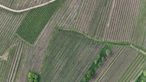 Aerial view of geometric vineyard patterns in Ribeauville, France. Stock Footage 335328369