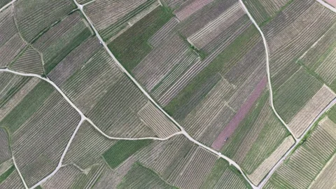 Aerial view of geometric vineyard patterns, France. Stock Footage 335328423