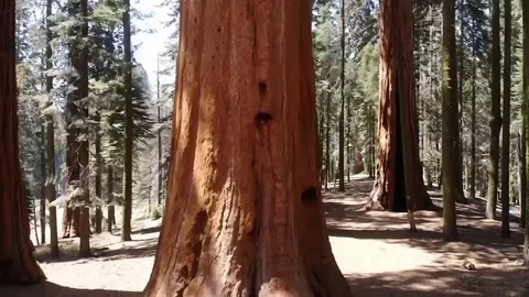 Aerial view - Giant Sequoia Stock Footage 122438155
