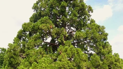 Aerial view of a giant sequoia Video stock 158303489