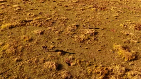 Aerial View Of Giraffe Casting Long Shadows Across African Plains Stock Footage 337659384