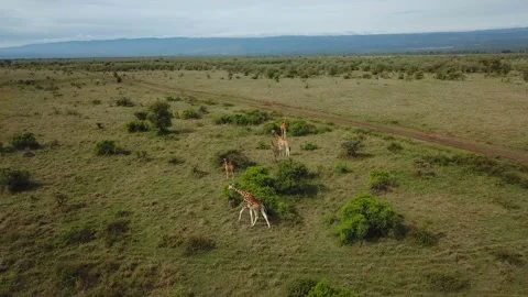 Aerial view of giraffe family in african savannah in Kenya Stock Footage