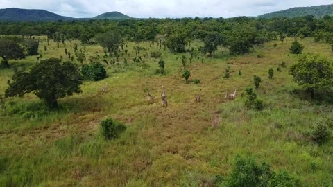 Aerial view of a giraffe herd grazing in a savanna landscape with mountains in Stock Footage 313316341