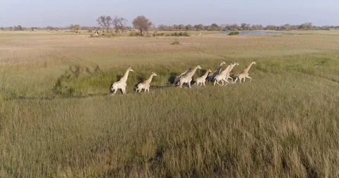 Aerial view of giraffe herd walking across the grassy plains, Botswana Vídeos de archivo 83799025