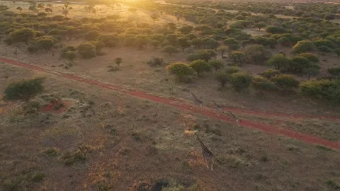 Aerial view of giraffes in the desert of Namibia. Video stock 185448017
