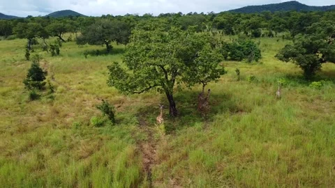 Aerial view of giraffes under a tree in a grassy field with trees and hills in Stock Footage 313315911