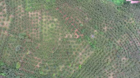 Aerial view of Giresun hazelnut orchards shows patterned fields - Rural Turkey Stock Footage 339369977