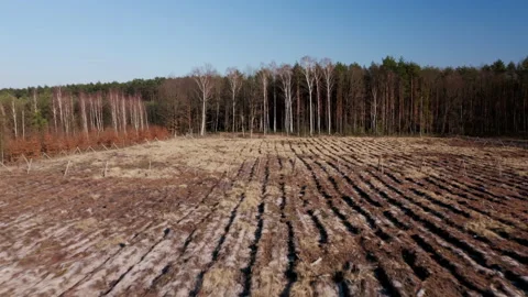 Aerial view of a glade plowed in a pine forest. Stock Footage 174854304