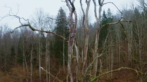 Aerial view. gnarled bare trees mossy branches against overcast sky. Stock Footage 326029950