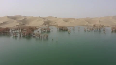 Aerial View Of Golden Populus Euphratica Forest In Xinjiang 스톡 동영상 345026399
