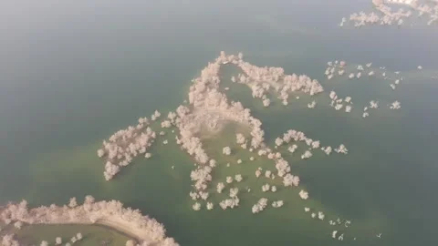 Aerial View Of Golden Populus Euphratica Forest In Water, Xinjiang Vídeos de archivo 345027231