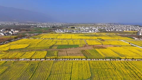 Aerial View of Golden Rapeseed Fields and Rice Paddies in Dali, Yunnan, China Stock Footage 329842968